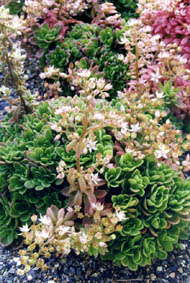 Sedum cepaea 'cristata'